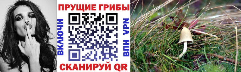 Псилоцибиновые грибы Psilocybe  Купить  Краснозаводск 